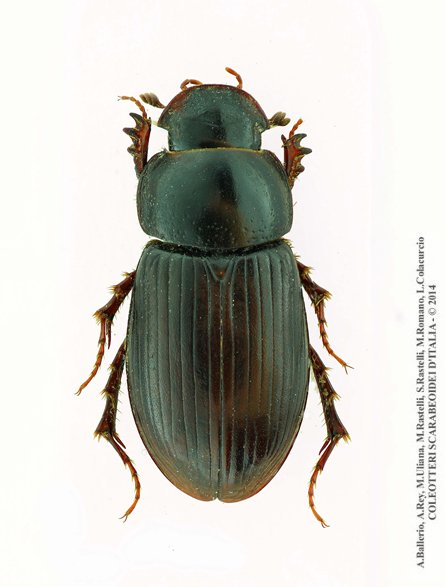 Acrossus siculus buturensis, femmina